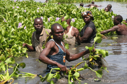 Members of the public involved in manual removal of water hyacinth from Lake Victoria in January. LVEMP II has set aside Sh 120 million for the eradication of the dreaded weed. PHOTO/JUSTUS OCHIENG