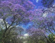 The jacarandas are flowering around Joburg and Pretoria.