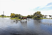 Flashback-A flooded field in Philippi East, Cape Town in 2013.