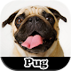 Download Meu Pug For PC Windows and Mac 1.0