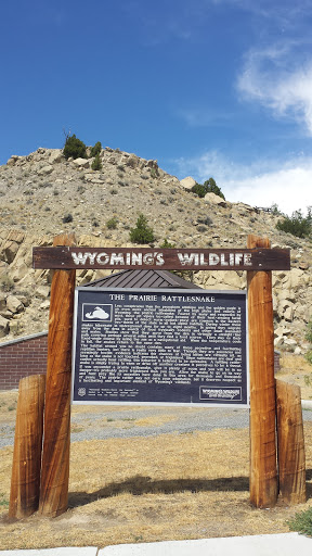Rattlesnake Wyoming Wildlife