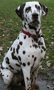 How to install Dalmatian Dogs Wallpapers lastet apk for laptop