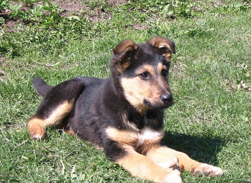 A German Shepherd puppy. File picture.