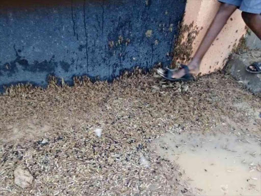 A pupil walks past a swam of locusts which invaded North Horr Primary School in Marsabit.