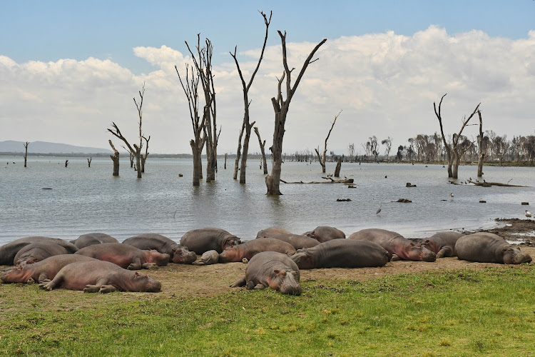 A bloat of hippos lie at the shores of Lake Naivasha where the number is on the rise.
