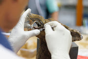 Taxidermist conserve old mounted fox head.