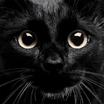 My Kitten (Black Outfit) Apk