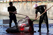 Japanese fishermen slaughter a 10m-long Baird's beaked  whale  at Wada port, Chiba prefecture. File picture.