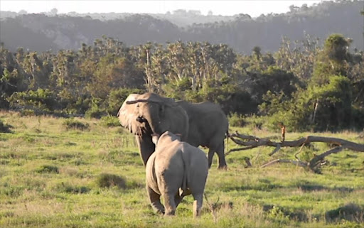 While the rhino had an impressive horn, the elephant had a stick.