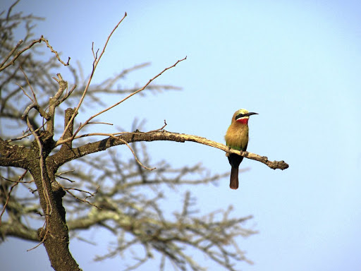 A white-fronted bee eater in Mlilwane Wildlife Sanctuary.