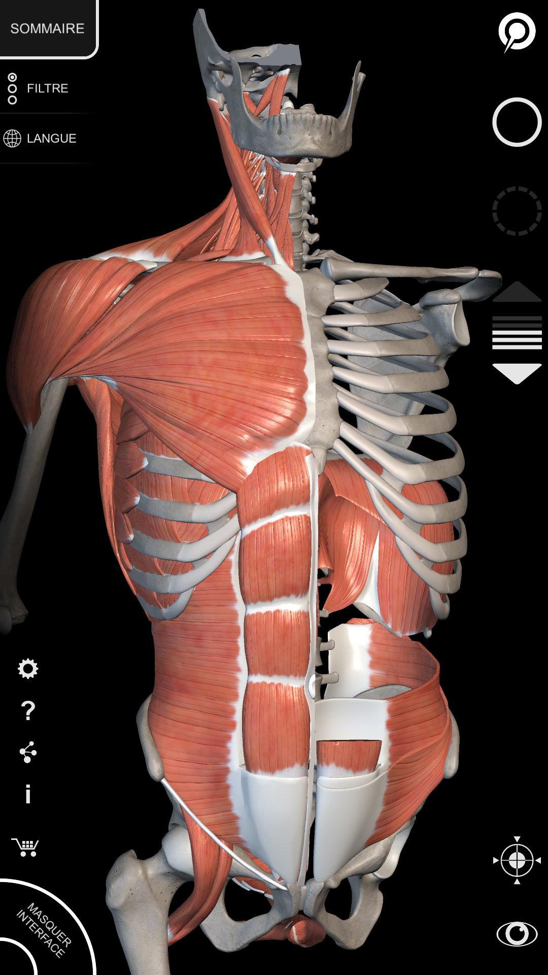 Android application Muscular System - 3D Anatomy screenshort