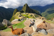 Llamas standing at Machu Picchu, a 15th-century Inca citadel in southern Peru.