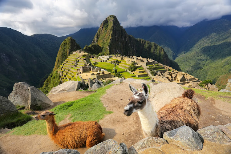 Llamas standing at Machu Picchu, a 15th-century Inca citadel in southern Peru.