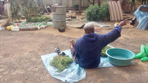 Traditional healer and fortune teller Sekuru Ziso drying grass for prayer offerings. Photo: Ray Mwareya