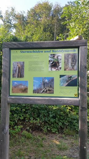 Sturmschäden Und Walddynamik