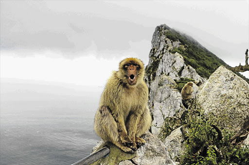 No vote: Some pesky Barbary macaques have been shipped out of Gibraltar to Scotland Picture: THINKSTOCK