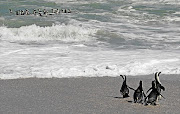 African penguins on the Cape coast could be driven into extinction due to overfishing, marine biologists have warned