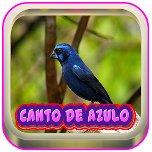 Download Canto De Azulao Palco Mp3 For PC Windows and Mac