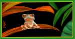 Red-eyed tree frog