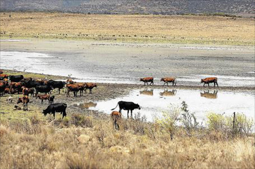 TOUGH TIMES: Farmers are saying this year’s drought in Aliwal North is the worste since the 1933 Picture: MARK ANDREWS