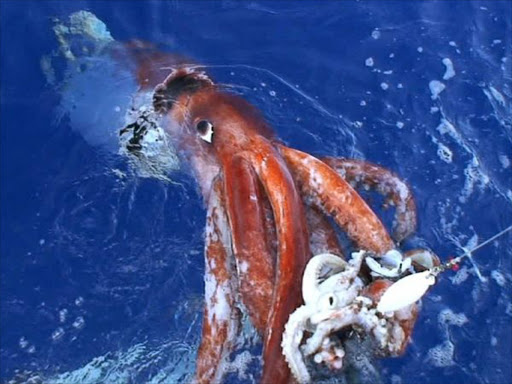 Giant squid. File photo.