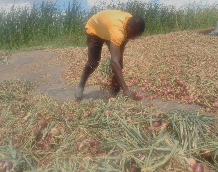 Peter Marwa from Hola irrigation Scheme in Tana River harvests onions