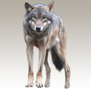 Download Wolf sounds For PC Windows and Mac