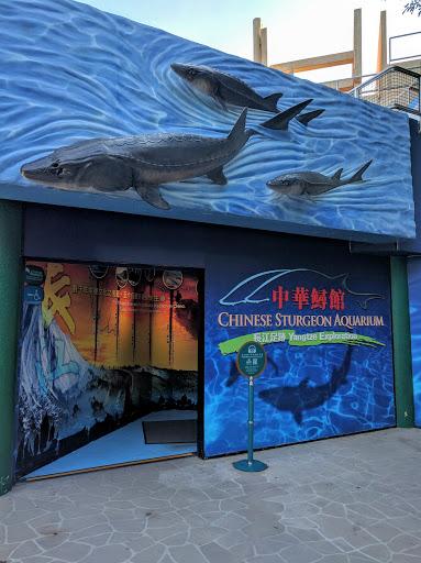 Chinese Sturgeon Aquarium