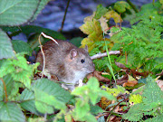 A brown rat. File photo. Horace Chang cites numerous reports of rat infestations in Kingston communities and a recent fire at an open-air landfill that spread noxious smoke across the capital for more than a week.