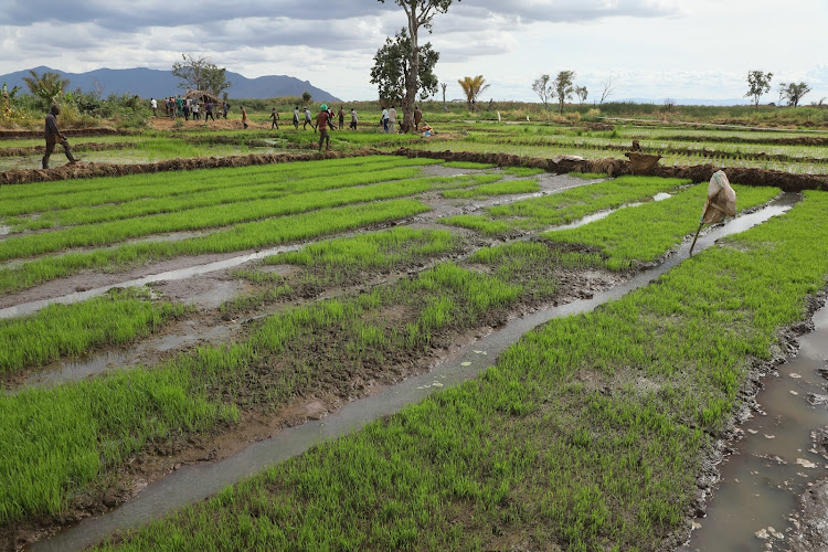 A section of water-logged land at the Buruma rice fields in Taita Taveta. The region has continued to experience excess water as a result of underground streams from the nearby Mt. Kilimanjaro