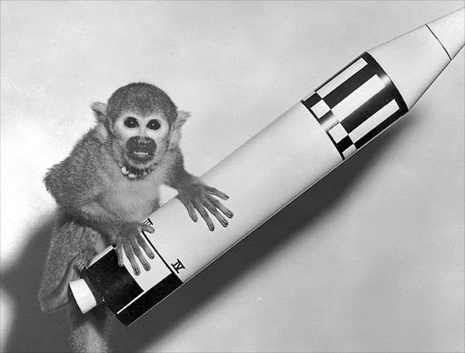 Squirrel monkey "Baker" rode a Jupiter IRBM into space and back in 1959. File picture