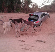 Donkeys cart stolen cars off to Zimbabwe. Picture Credit: SAPS Facebook