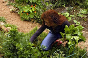 Jane Griffiths harvesting beetroot.
