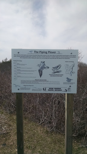 Piping Plover - Ocean Parkway Coastal Greenway