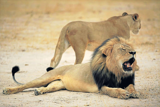 SLAUGHTERED: An undated handout photo provided by the Zimbabwe Parks and Wildlife Management Authority on Tuesday shows Cecil, one of Zimbabwe’s most famous lions, who was reportedly shot dead by US hunter Walter Palmer, of Minneapolis, Minnesota, according to reports in the UK media