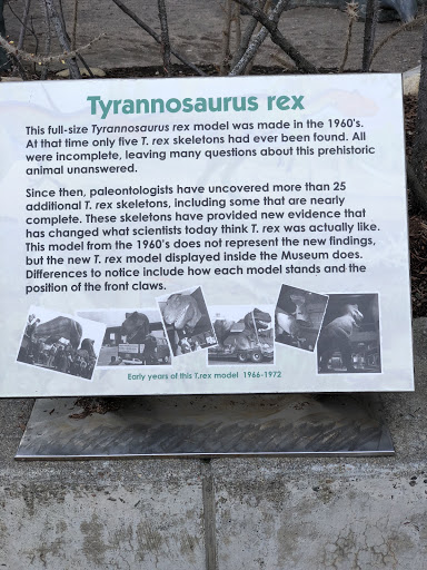 Tyrannosaurus rex This full-size Tyrannosaurus rex model was made in the 1960's At that time only five T. rex skeletons had ever been found. All were incomplete, leaving many questions about this...