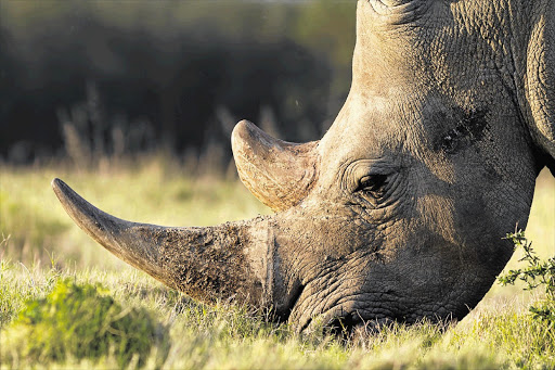 A rhino. File picture