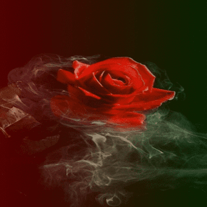 Download Smoky Red Rose LWP For PC Windows and Mac