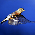 Birds Live Wallpapers Apk