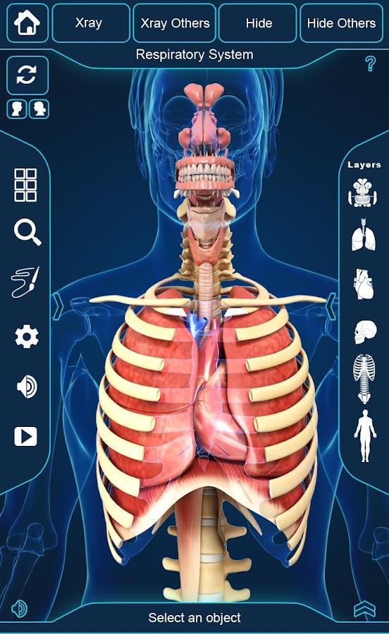 My Respiratory System Anatomy — приложение на Android