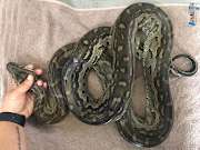 Two suspects were found guilty and given a hefty fine for illegally keeping three African rock pythons, feeding the snakes live prey, and abusing the animals. 