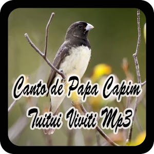 Download Canto de Papa Capim Tuitui Viviti Mp3 For PC Windows and Mac