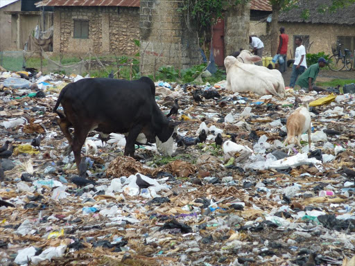 A file photo of animals feeding on polythene bags near the Likoni channel, Mombasa county. /ELKANA JACOB