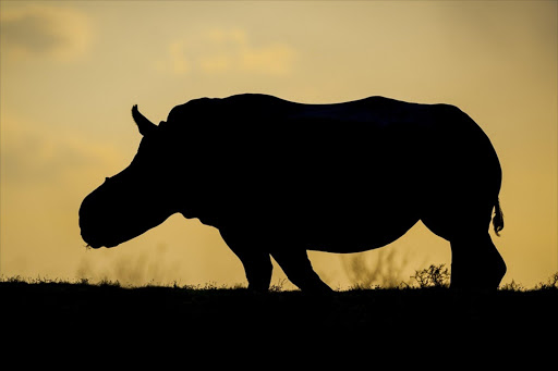 June 2016 category winner: Endangered Africa - The moving silhouette of miraculous poaching survivor Thandi at Kariega Game Reserve, Eastern Cape. Southern white rhinos like Thandi are heavily targeted by poachers across southern Africa.