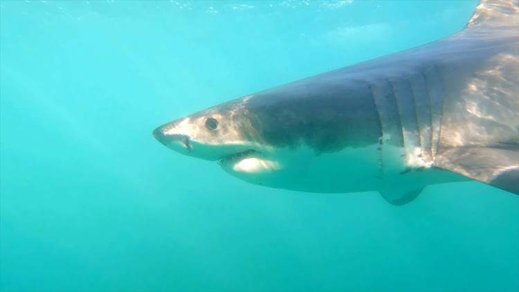 Shark scientists discover that smaller sharks, not seals, are the staple of the great whites of Mossel Bay, revealing their evidence in Shark Eats Shark