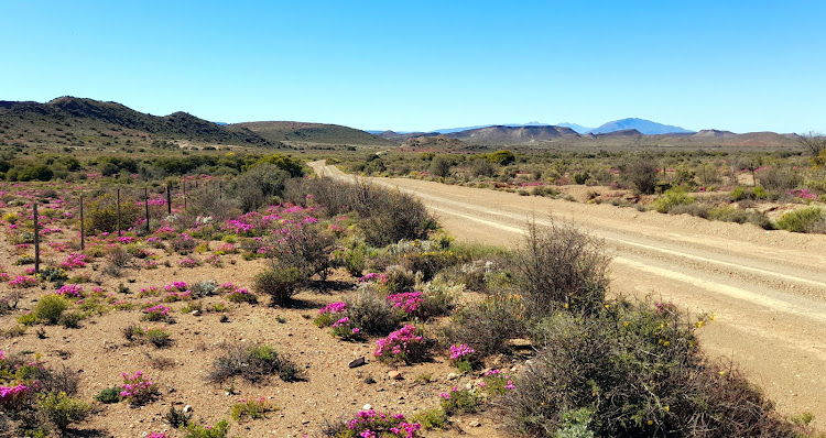 Along the Ouberg Pass between Montagu and Ladismith, the normally crusty roadsides are covered with fluorescent-pink vygies (mesembryanthemums) after the spring rains. Picture: NICK YELL