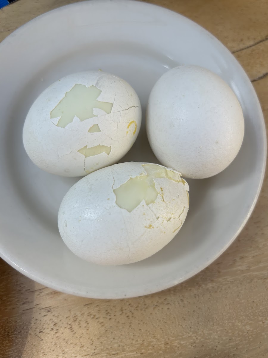 Microwaved two day old eggs