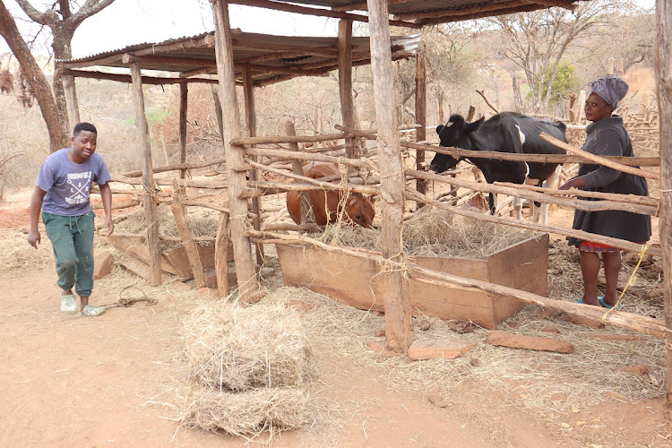 Earnest Mwanzia and his mother Bibiana Muinde feed cattle at their home in Kavumbu village, Mwala, in Machakos county on Monday, September 26, 2022.