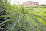 WEED FOR ALL: One of the  dagga plants at Boitumelong Senior Secondary School 
      
       in Tembisa on the East Rand
      
      .
    
      Photo: Antonio Muchave