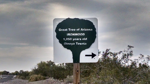 Great Tree Of Arizona